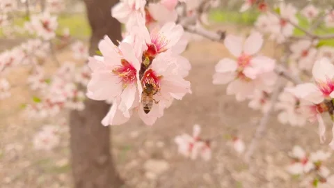 Close up of a bee sucking nectar from almond blossoms on a spring day in Italy Stock Footage 125900111