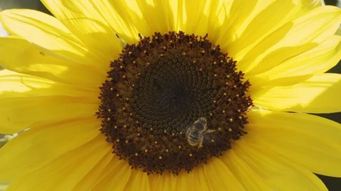 Close up of Bee on Sunflower 120fps Stock Footage 113353902