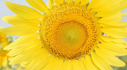 Close-up of bee on a sunflower Video stock 58408494