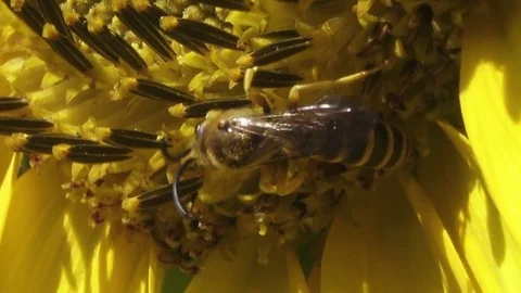 Close Up Bee on Sunflower 스톡 동영상 79576899