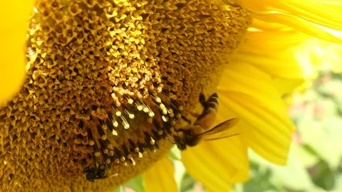 Close-up of bee on a sunflower 스톡 동영상 83989952