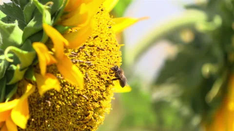 Close up of a bee on sunflower Stock Footage 169535835
