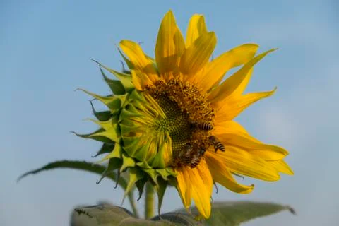 Close up bee on Sunflower Foto stock