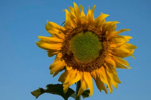 Close up bee on Sunflower Stock-Fotos