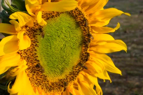 Close up bee on Sunflower Foto stock