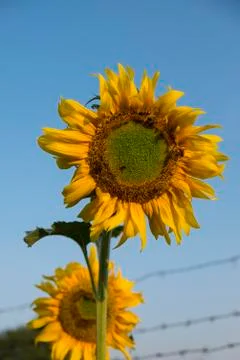 Close up bee on Sunflower Stock Photos