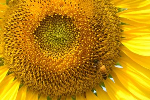 Close up of bee on sunflower.. Stock Photos