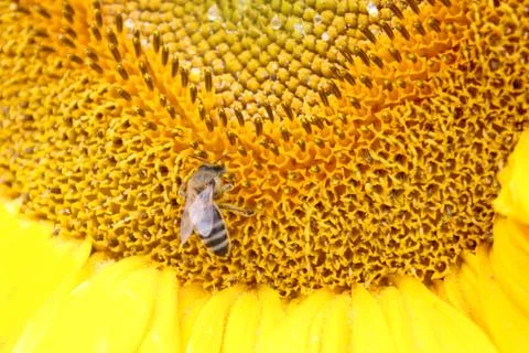 Close up of bee on sunflower Stock Photos