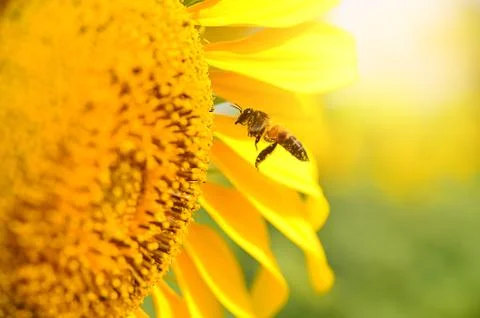 Close up of bee on sunflower Stock Photos