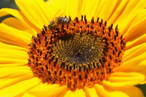 Close up of bee on sunflower Stock Photos