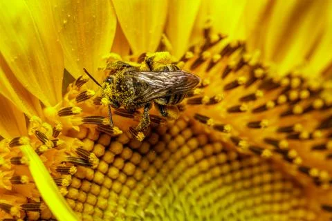 Close-up of a bee on a sunflower. Stock Photos