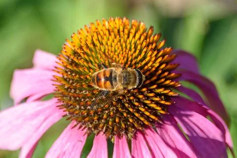 Close-up of a bee on the surface of a brightly colored echinacea flower. Stock Photos