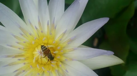 Close Up Bee Swarm White Lotus Stock Footage 62567467