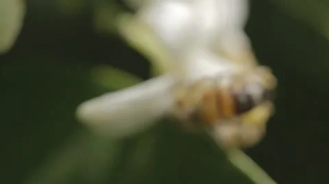 Close up of bee taking nectar from flower Stock Footage 43859744