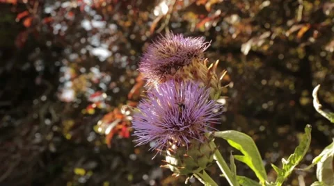 Close-Up Of Bee On The Thistle In Meadow Bokeh Background Stock Footage 66256748