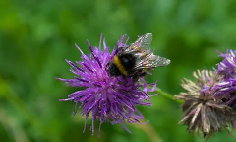Close up of bee on a thistle Stock Photos