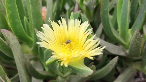Close up of a bee on top of ice plant yellow flower Stock Footage 201592883