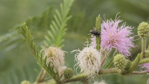 Close up of Bee (Trigona Spinipes) pollinating wildflower (Mimosa pudica) Video stock 266138414