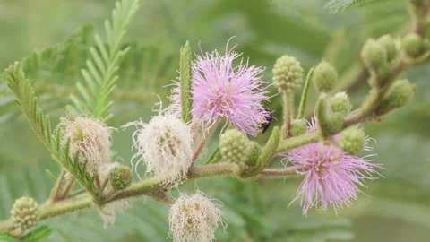 Close up of Bee (Trigona Spinipes) pollinating wildflower (Mimosa Pudica).  Stock Footage 284264526