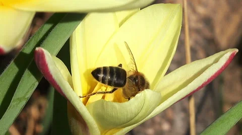 Close up on a bee on a tulip flower Stock Footage 48756099