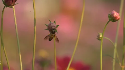 A close-up of a bee on an unopened flower. Stock Footage 266442013