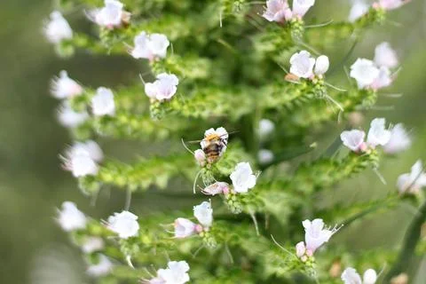 Close up of bee on Viper's Bugloss, Echium vulgare. Stock Photos