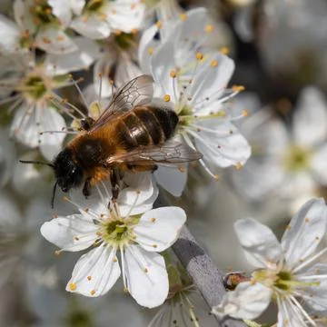 Close up of Bee visiting beautiful white spring flowers Stock Photos