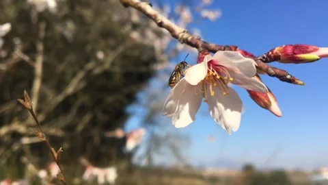 Close Up of Bee Visiting Cherry Tree Flower Stock Footage 334621837