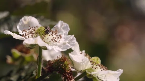 Close-up of a bee visiting a white blackberry flower, collecting pollen amo.. Stock Footage 345777462