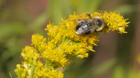 Close up Bee walking on Flower (with Fly at end too!) Stock Footage 32072029