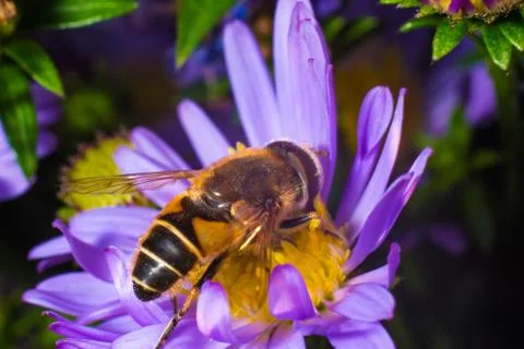 Close-up of a bee wasp sitting on a flower macrophotography Stock Photos
