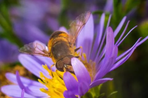 Close-up of a bee wasp sitting on a flower macrophotography Stock Photos