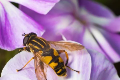 Close-up of a bee wasp sitting on a flower macrophotography Stock Photos