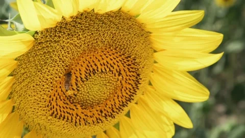 Close up of  bee which collects pollen on sunflower Stock Footage 159061030
