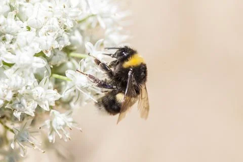 Close-up bee on white flower Stock Photos