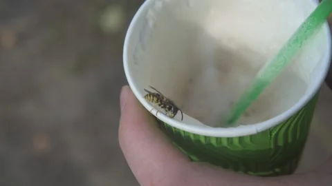 Close up of a bee on the white plastic cup with coffee Stock Footage 141664479