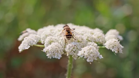 Close-up of a bee on a white Queen Anne's lace bloom Stock Footage 341773489