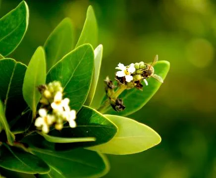 Close up of Bee (Wings) Foto stock