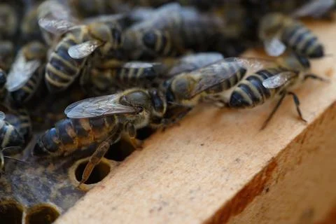 Close-up of bee on wooden frame edge with hive blur Stock Photos