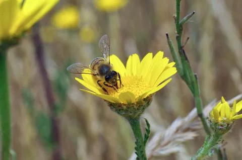 Close-up of a bee at work Stock Photos