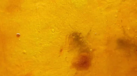 Close up Bee working on dry yellow mango background. Stock Footage 50368541