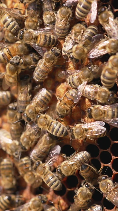 Close up of bee working in the hive. Stock Footage 312066421