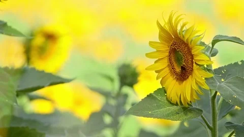 Close up Bee working on Sunflower, blue sky and sunny weather Stock Footage 75971979
