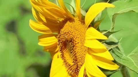 Close up Bee working on Sunflower, blue sky and sunny weather Video stock 75973507