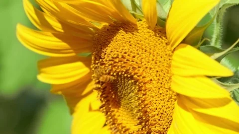 Close up Bee working on Sunflower, blue sky and sunny weather Stock Footage 75973534