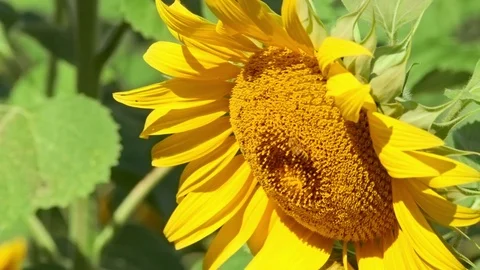 Close up Bee working on Sunflower, blue sky and sunny weather Video stock 75973779