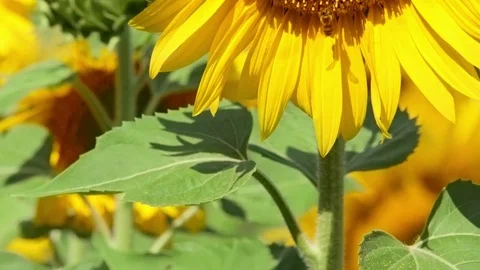 Close up Bee working on Sunflower, blue sky and sunny weather Video stock 75973791