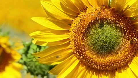 Close up Bee working on Sunflower, blue sky and sunny weather Video stock 75973823