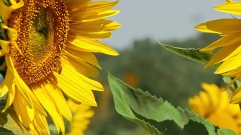 Close up Bee working on Sunflower, blue sky and sunny weather Video stock 75973895