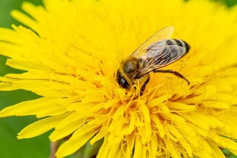 Close-up, bee on a yellow dandelion Foto stock